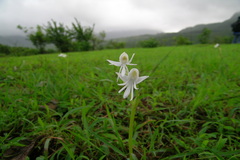 Habenaria grandifloriformis